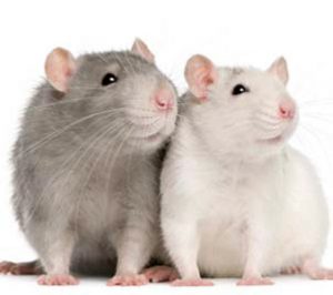 pocket pets