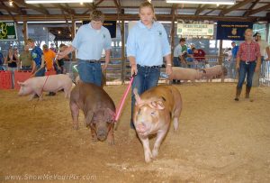 hog showing