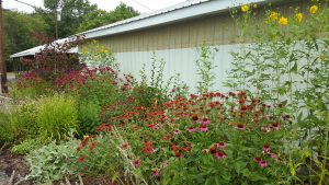 Pollinator-Garden-18