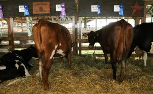 cows_5973