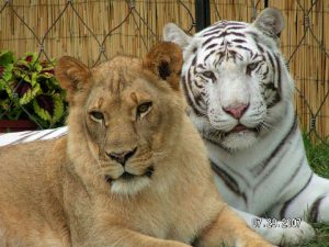 Close Encounters of the Exotic Kind